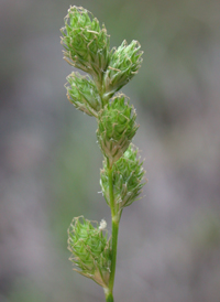 Silvery Sedge