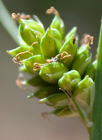 Silvery Sedge