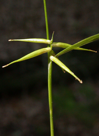 Collins' Sedge