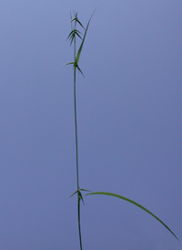 Collins' Sedge