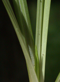 Collins' Sedge