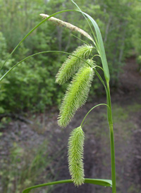 Bristly Sedge