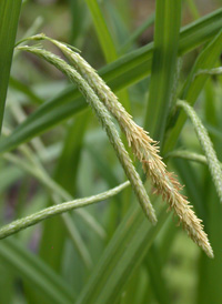 Fringed Sedge