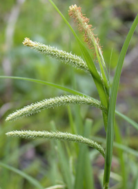 Fringed Sedge