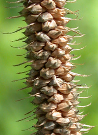 Fringed Sedge