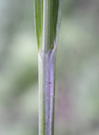 White-edged Sedge