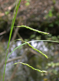 White-edged Sedge