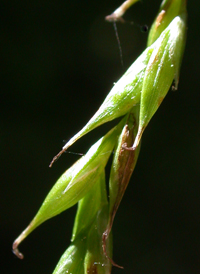 White-edged Sedge