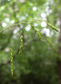 White-edged Sedge