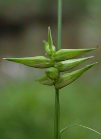 Northern Long Sedge