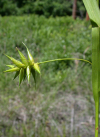 Northern Long Sedge