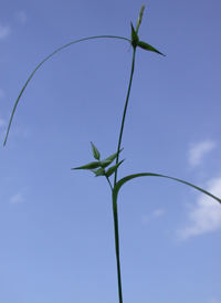 Northern Long Sedge