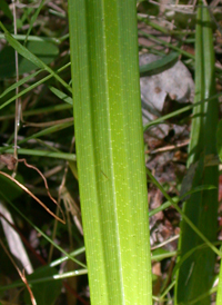 Northern Long Sedge