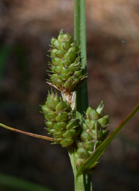 Northern Hirsute Sedge