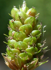 Northern Hirsute Sedge