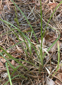 Northern Hirsute Sedge