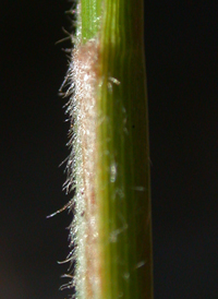 Northern Hirsute Sedge