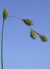 Marsh Straw Sedge