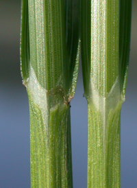 Marsh Straw Sedge