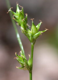 Howe's Sedge