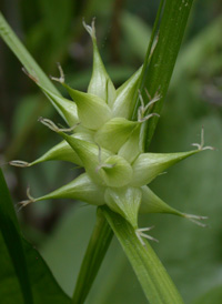 Greater Bladder Sedge Sedge