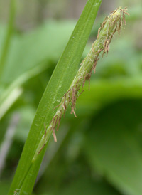 Greater Bladder Sedge Sedge