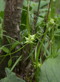 Greater Bladder Sedge Sedge