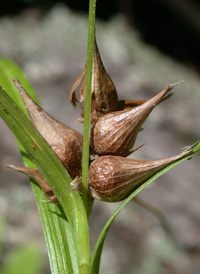 Greater Bladder Sedge Sedge