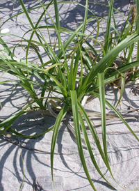 Asiatic Sand Sedge