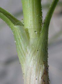 Asiatic Sand Sedge