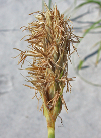 Asiatic Sand Sedge