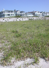 Asiatic Sand Sedge