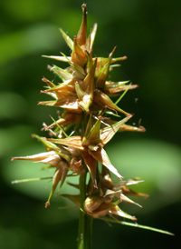 Smooth-sheathed Sedge