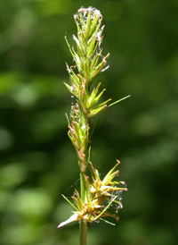 Smooth-sheathed Sedge