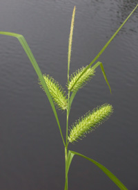 Sallow Sedge