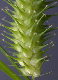 Sallow Sedge