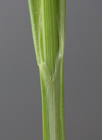 Sallow Sedge