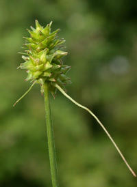 Muhlenberg's Sedge