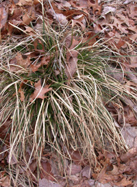 Black-edged Sedge