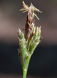 Black-edged Sedge