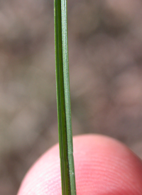 Black-edged Sedge