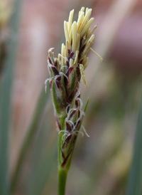 Black-edged Sedge