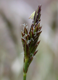 Black-edged Sedge