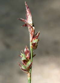 Pennsylvania Sedge