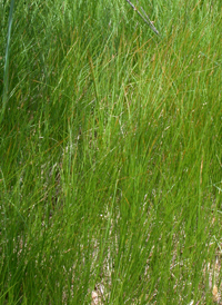 Pennsylvania Sedge
