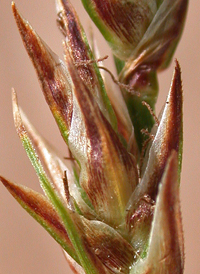 Pennsylvania Sedge