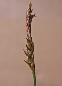 Pennsylvania Sedge