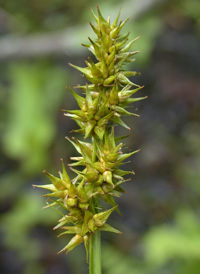 Awl-fruited Sedge