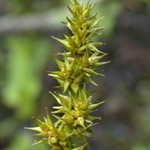 Awl-fruited Sedge Awl-fruited Sedge