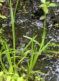 Awl-fruited Sedge